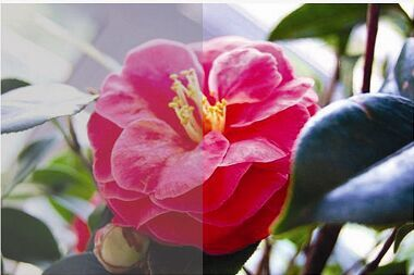 6a310296aa50e.png
